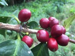 哥倫比亞貝拉維斯塔莊園上等微量批次咖啡風味口感香氣描述