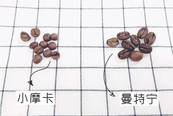 小摩卡--摩卡這個品種可說是咖啡界的珍珠瑰寶