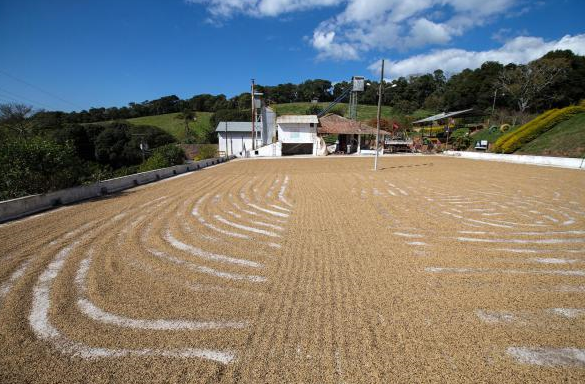 一個巴西家族的百年咖啡傳承--巴西塞爾當莊園