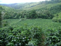 巴拿馬-亞維薩莊園 水洗咖啡豆風味口感香氣描述