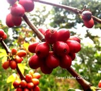 複雜水果香氣的肯尼亞ＡＢ卡洛合作社咖啡風味口感香氣描述