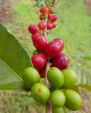 Fnc發起全球意見徵集活動，以提升哥倫比亞咖啡的收割效率