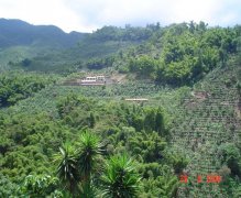 危地馬拉薇薇特南果 櫻禾達莊園 雨林聯盟認證咖啡風味口感香氣描