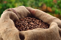 尼加拉瓜咖啡出口價量成長高
