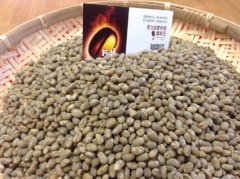 蘇北省林東區 曼特寧圓豆 三次手選咖啡風味口感香氣描述