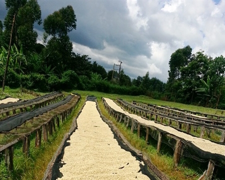關於哥倫比亞咖啡產區哥倫比亞的咖啡種植種植區域與採收季
