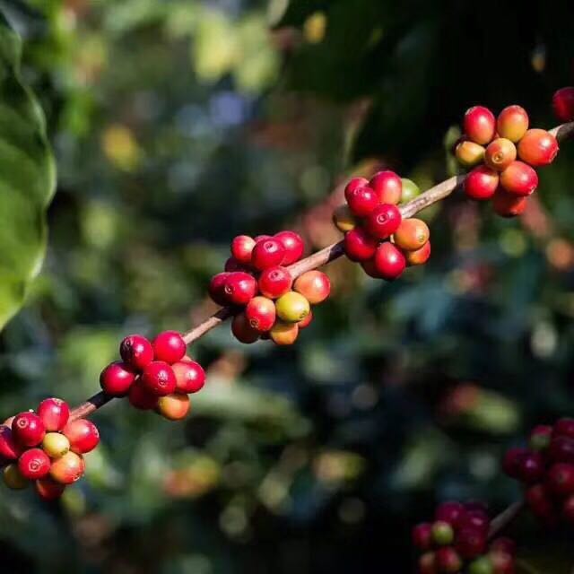 留尼汪島種植波旁尖身咖啡是極品阿拉比卡咖啡的變種