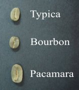 人工培育咖啡品種Pacamara 帕卡瑪拉起源及獲獎介紹