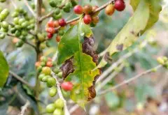 精品咖啡地圖 | 認識埃塞俄比亞 ECX-DST 系統