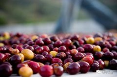 咖啡愛好者們注意了 遺傳多樣性缺乏或致阿拉比卡咖啡豆絕種