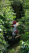 哥倫比亞 聖徒阿里歐莊園Santuario咖啡種植情況品種風味介紹