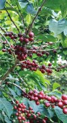 薩爾瓦多 聖伊蓮娜莊園咖啡品種種植情況風味描述介紹