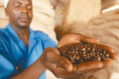 剛果精品咖啡——潛力無窮的明日之星