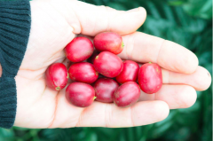 巴拿馬翡翠莊園瑰夏咖啡豆1500公尺批次藍標風味口感香氣描述