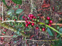 哥斯達黎加 託布什莊園 藝伎 水洗精品咖啡生豆風味口感香氣描述