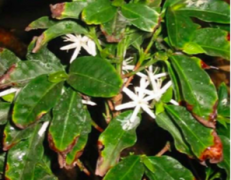 哥斯達黎加 森特羅莊園薇拉莎奇種紅蜜處理咖啡豆風味口感香氣描