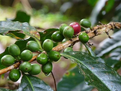 巴拿馬摩根莊園咖啡種植產地介紹 摩根家族瑰夏咖啡豆風味特點