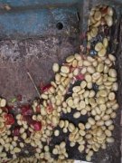 一種特殊咖啡豆處理法，二次發酵處理法