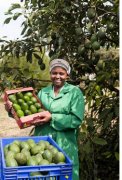 非洲將種植鱷梨取代咖啡豆生產