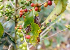尼加拉瓜 基督山莊園傑米莫里納日曬杜艾種精品咖啡豆風味口感香