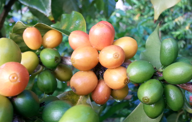 中南美洲咖啡豆的風味簡介單品咖啡中南美洲篇