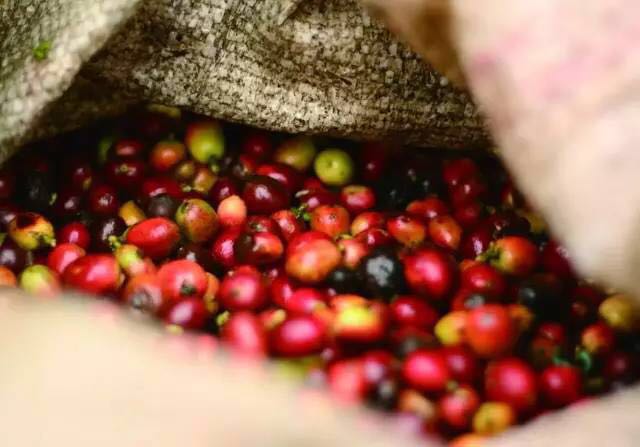 南美咖啡產區|一篇文章瞭解危地馬拉咖啡豆風味特點