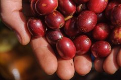 耶加雪菲紅櫻桃計劃咖啡與普通的耶加雪菲咖啡有什麼不同？