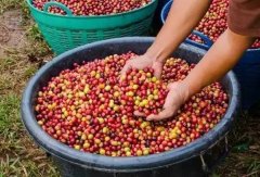 埃塞俄比亞的驕傲—耶加雪菲咖啡 品種繁多，風味豐富，香氣迷人