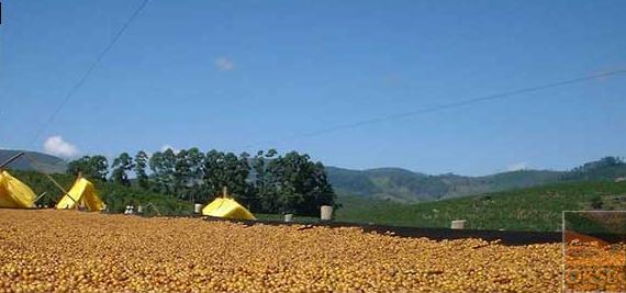 巴西COE季軍神木莊園日曬黃波旁品種關於神木莊園的莊園介紹