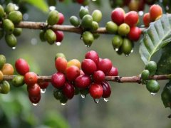 埃塞俄比亞精品咖啡產區：耶加雪菲咖啡與西達摩咖啡的關係