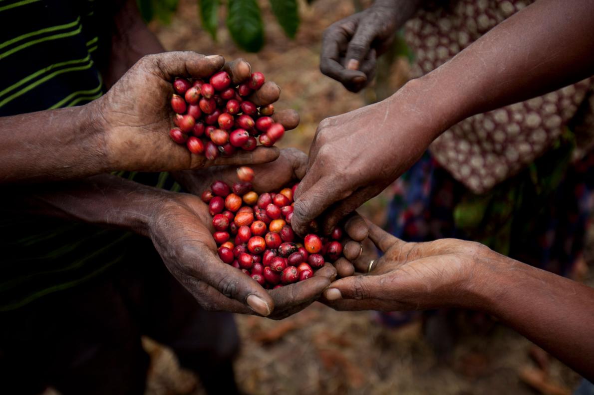 咖啡產區故事 | 咖啡危機來臨，烏干達咖啡小農將何去何從？