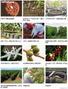 咖啡豆的栽培過程：播種與採收教程