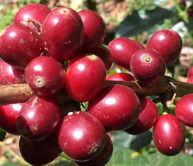 哥倫比亞慧蘭 慧蘭咖啡豆