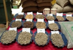 肯尼亞咖啡豆怎麼分等級 肯尼亞咖啡評級