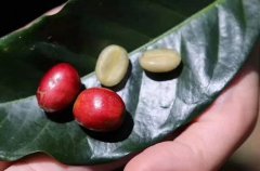 南美洲手衝咖啡豆推薦 玻利維亞咖啡豆烘焙程度風味特色口感