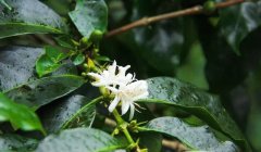亞洲主要的咖啡種植地 中國哪裏能種植咖啡樹