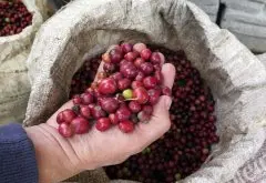 耶加雪菲紅櫻桃計劃咖啡日曬阿勒特蘭莊園跟普通耶加雪菲的區別