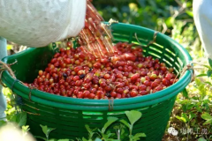 中國雲南的咖啡品種 卡蒂姆咖啡豆風味