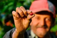 薩爾瓦多的榮耀莊園 瑪雅人對咖啡的認可