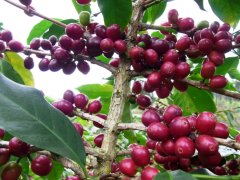 埃塞俄比亞 日曬耶加雪菲G1 孔加合作社咖啡風味口感香氣描述