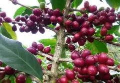 埃塞俄比亞 日曬耶加雪菲G1 孔加合作社咖啡風味口感香氣描述