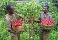 埃塞俄比亞水洗西達摩G1谷吉區 罕貝拉鎮咖啡風味口感香氣描述