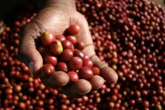埃塞俄比亞 水洗耶加雪菲G1 孔加處理廠咖啡風味口感香氣描述