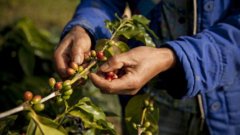 雲南小粒咖啡產量與質量同步增長，吸引國際買家
