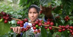 洪都拉斯咖啡濃郁苦甜的可可香氣，彷佛一場療愈的咖啡之旅