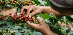 埃塞俄比亞日曬西達摩G1谷吉 夏奇索 吉格莎處理廠咖啡風味描述