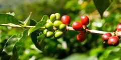 埃塞俄比亞 日曬西達摩G1谷吉產區獅子王咖啡風味口感香氣描述