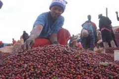 肯尼亞咖啡豆等級劃分制度介紹 肯尼亞AA TOP咖啡是什麼