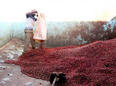 肯尼亞PB珍珠圓豆 Top級 錫卡產區蜂蜜合作社精品咖啡風味描述