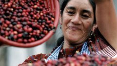 危地馬拉 薇薇特南果 瑪雅水洗咖啡風味口感香氣描述